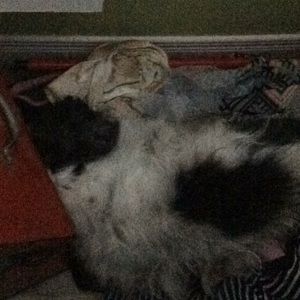 Meet your Posher, Maude